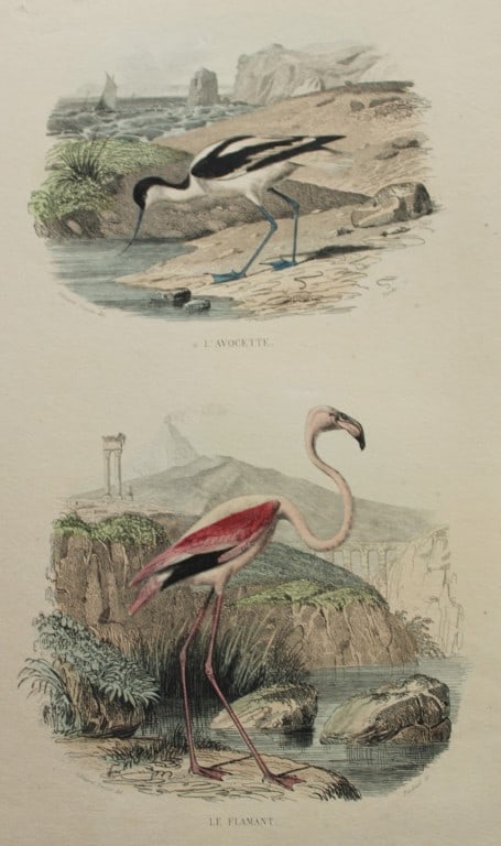 Edouard Travies - Avocet and Flamingo from Complete Works of Buffon 1839: This original hand-coloured steel engraving is from The Complete Works of Buffon, with extracts from Daubenton, and the classification of Cuvier. Published by Furne et Cie, Paris 1839. The hand-colour