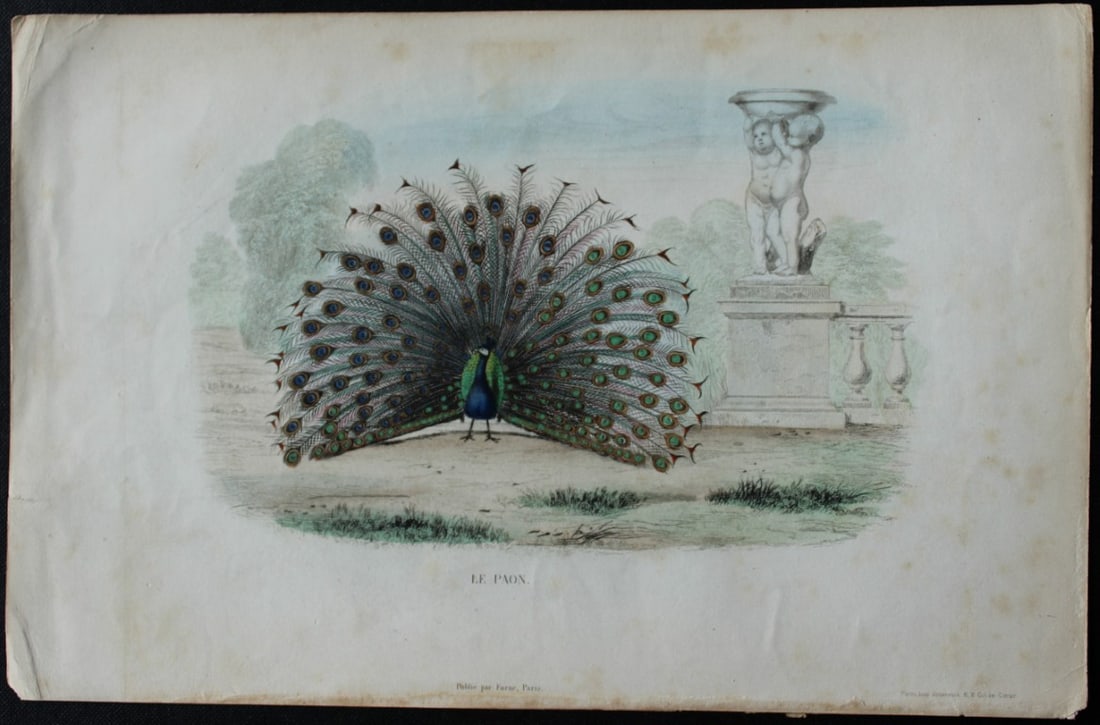 Edouard Travies - Peacock from Complete Works of Buffon 1839: This original hand-coloured steel engraving is from The Complete Works of Buffon, with extracts from Daubenton, and the classification of Cuvier. Published by Furne et Cie, Paris 1839. The hand-colour