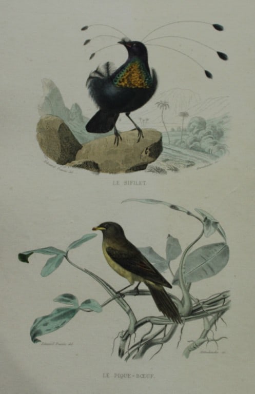 Edouard Travies - Parotia and Oxpecker from Complete Works of Buffon 1839: This original hand-coloured steel engraving is from The Complete Works of Buffon, with extracts from Daubenton, and the classification of Cuvier. Published by Furne et Cie, Paris 1839. The hand-colour