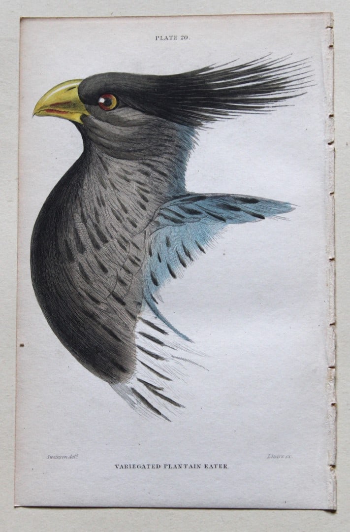 William Swainson - Variegated Plantain Eater from Jardine's Birds of Western Africa 1837 (1 of 1)
