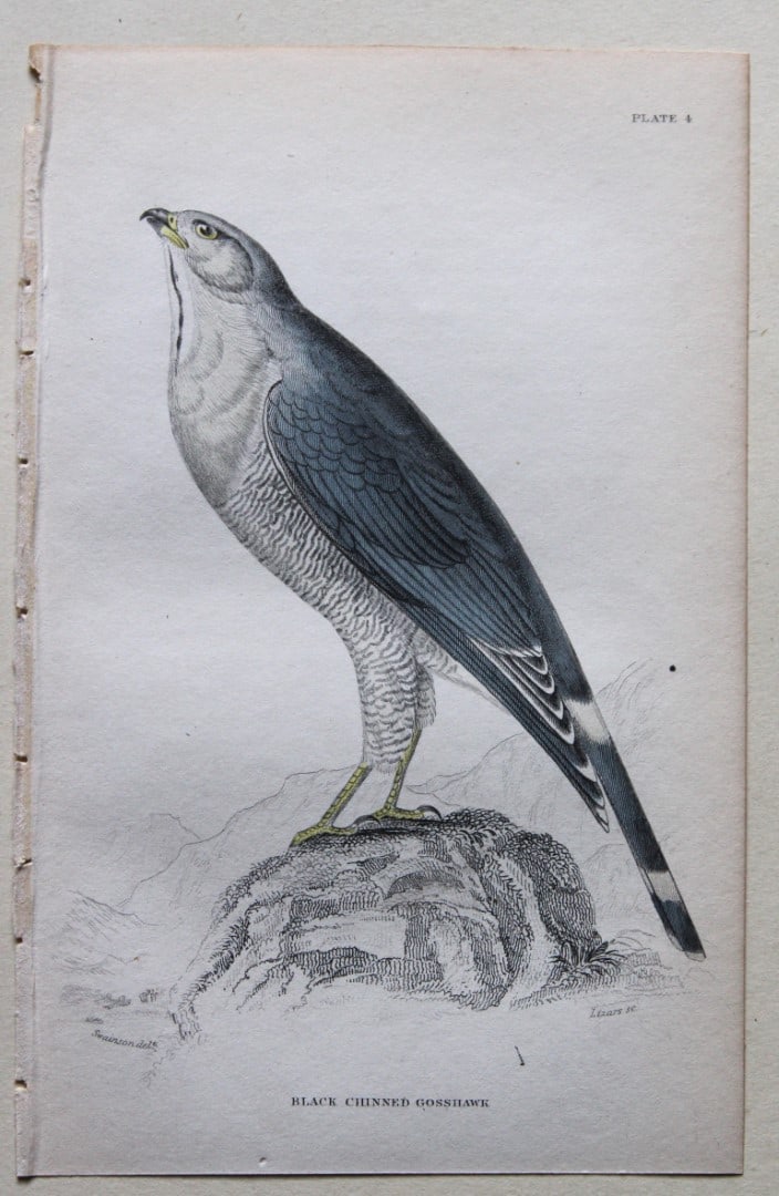William Swainson - Black Chinned Goshawk from Jardine's Birds of Western Africa 1837 (1 of 1)