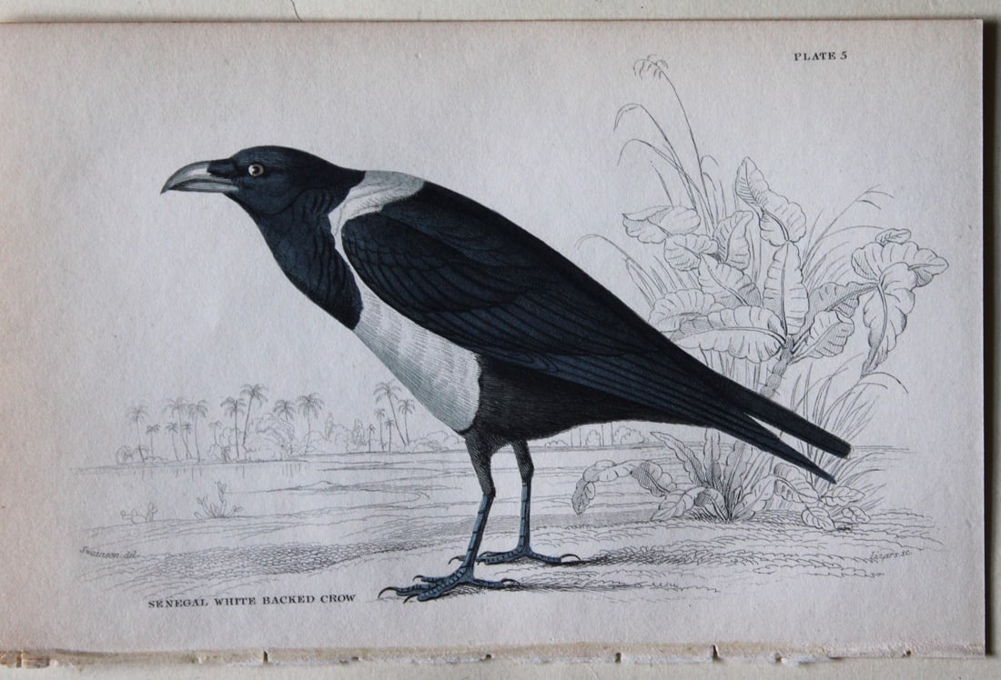 William Swainson - Senegal White Backed Crow from Jardine's Birds of Western Africa 1837 (1 of 1)