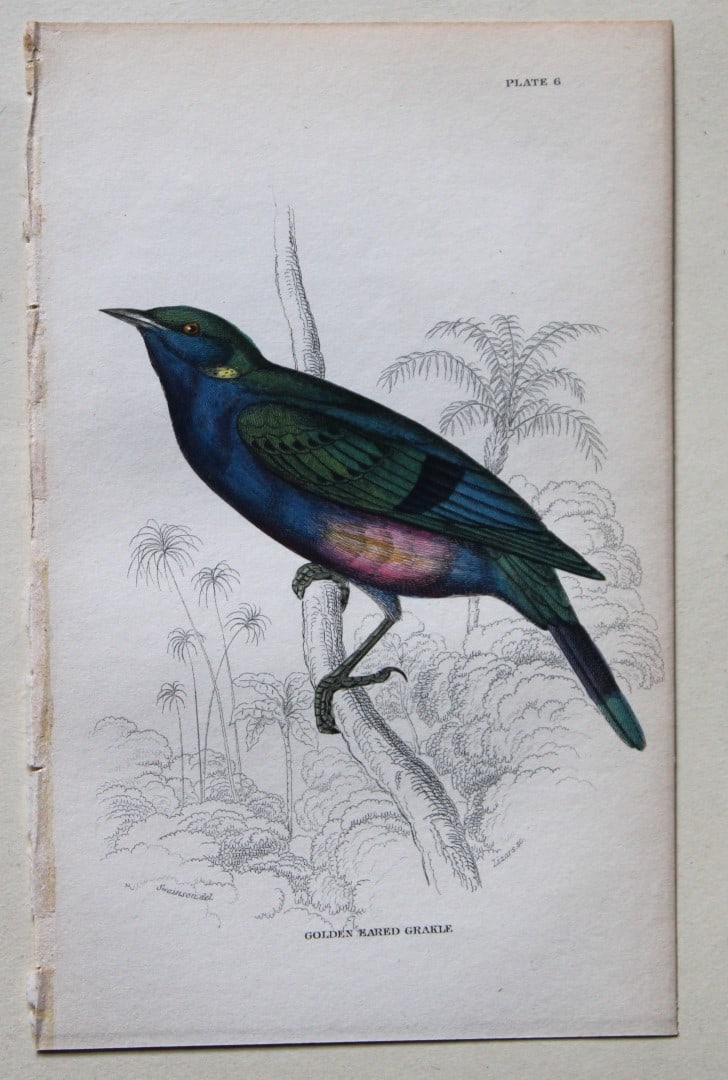 William Swainson - Golden Eared Grakle from Jardine's Birds of Western Africa 1837 (1 of 1)