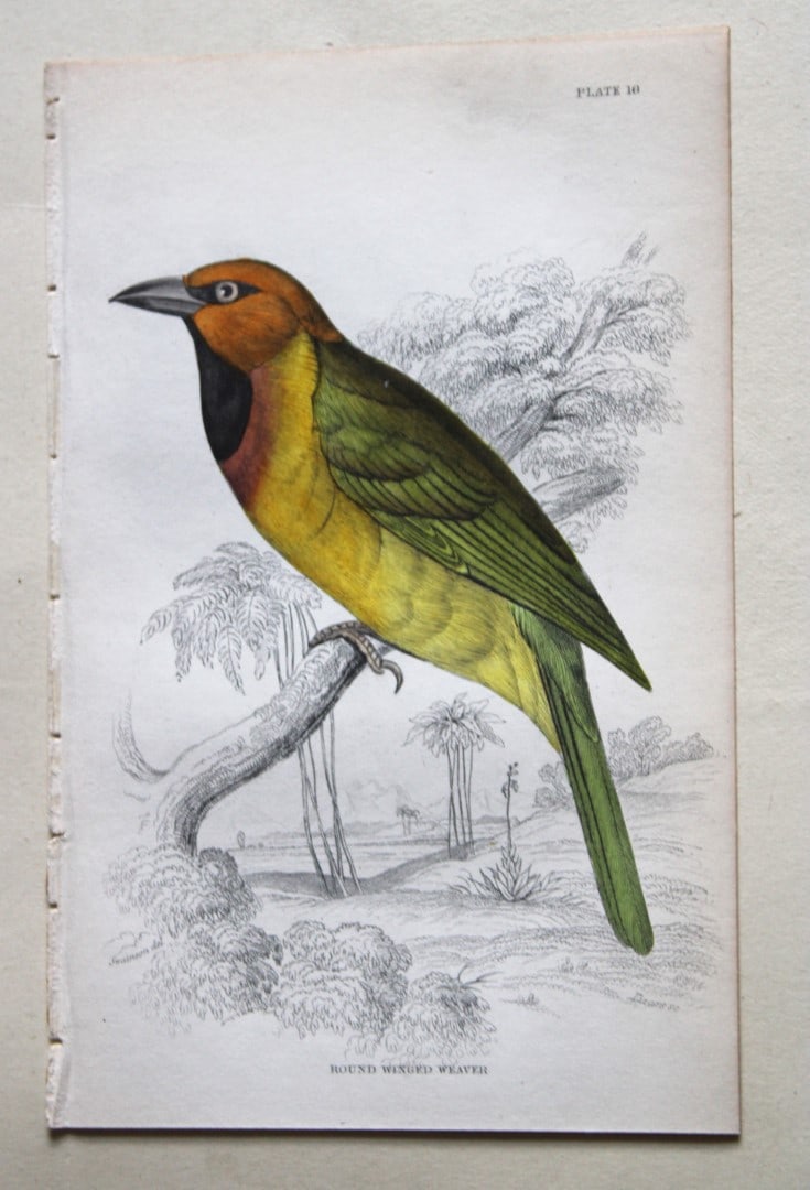 William Swainson - Round Winged Weaver from Jardine's Birds of Western Africa 1837: This hand-coloured engraving is from William Swainson's Birds of Western Africa from The Naturalist's Library series edited by Sir William Jardine, Bart. Published by WH Lizars of Edinburgh 1837. Size