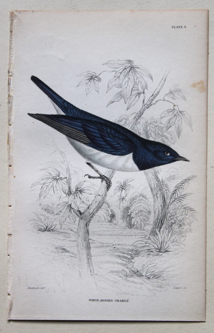 William Swainson - White Bodied Grakle from Jardine's Birds of Western Africa 1837 (1 of 1)