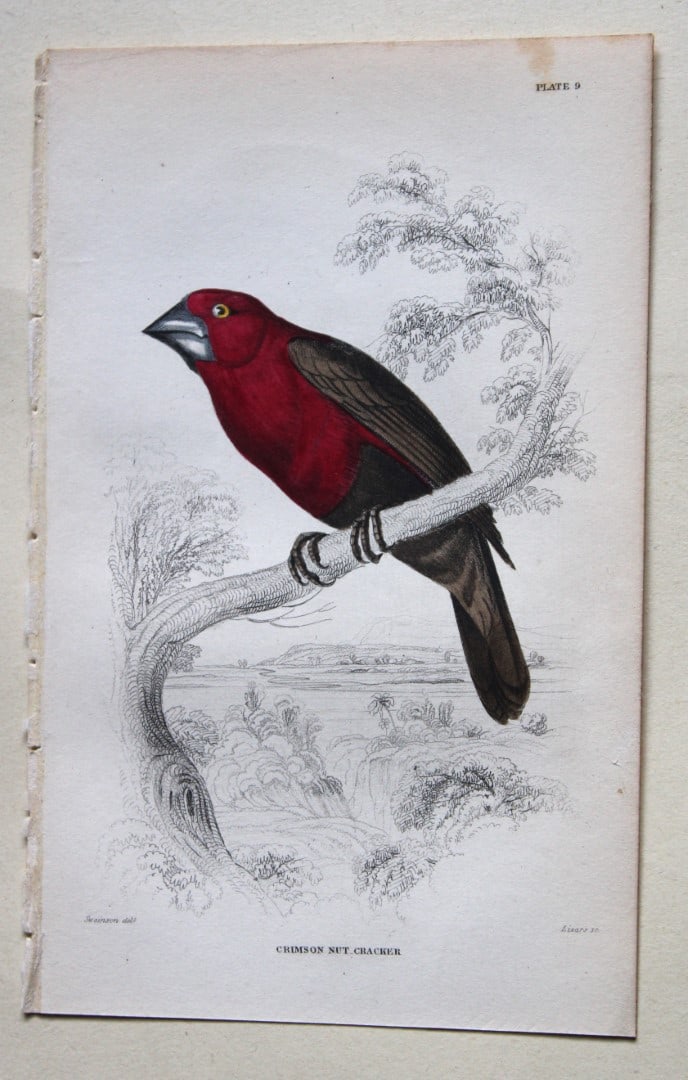William Swainson - Crimson Nutcracker from Jardine's Birds of Western Africa 1837: This hand-coloured engraving is from William Swainson's Birds of Western Africa from The Naturalist's Library series edited by Sir William Jardine, Bart. Published by WH Lizars of Edinburgh 1837. Size