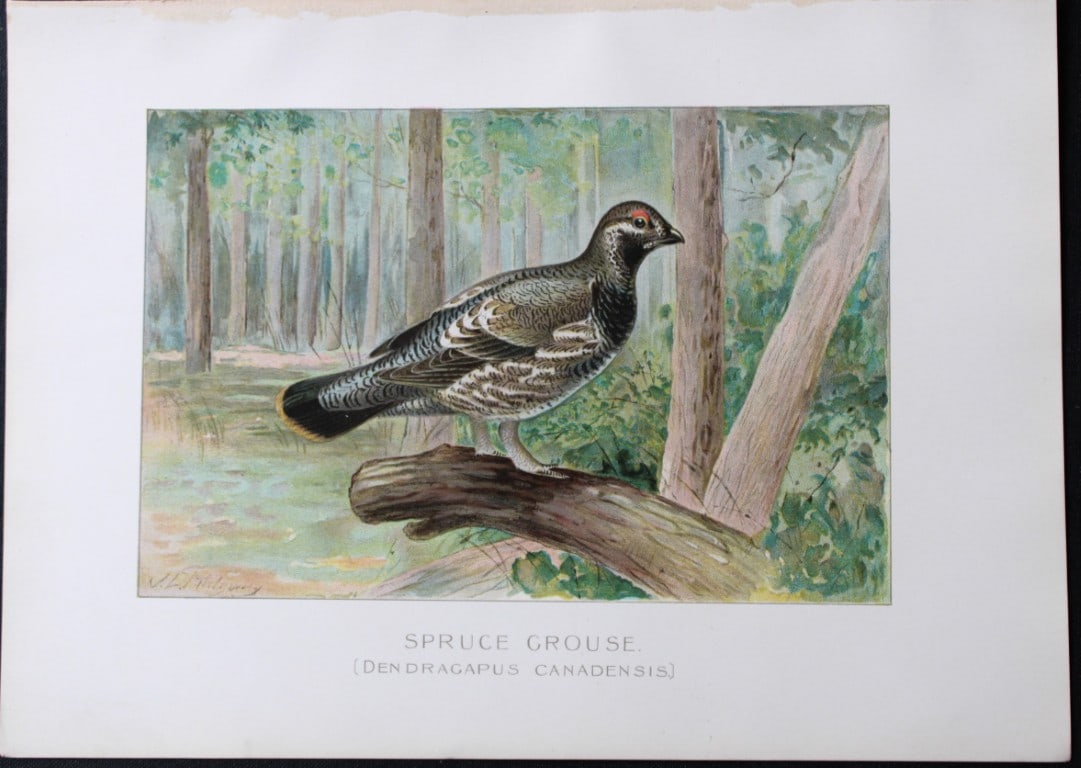 J Ridgway - Spruce Grouse from New York State Commission 1902: This original antique chromolithograph is by John L. Ridgway for The Forest, Fish and Game Commission, Albany, New York in 1902 Size: approximately 9.5in x 12in