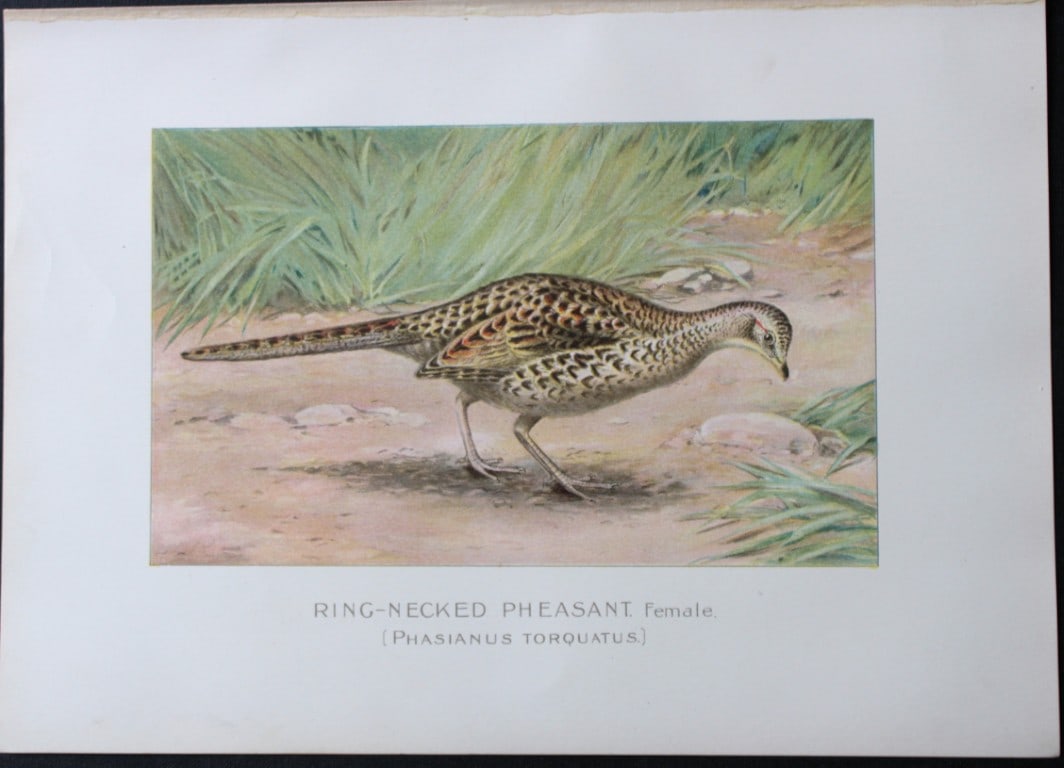 J Ridgway - Red-necked Pheasant from New York State Commission 1902: This original antique chromolithograph is by John L. Ridgway for The Forest, Fish and Game Commission, Albany, New York in 1902 Size: approximately 9.5in x 12in