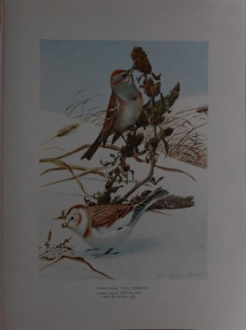 L Agassiz Fuertes - Chromolithograph of Tree Sparrow and Snowflake from Birds of New York 1903: This original antique chromolithograph is by Louis Agassiz Fuertes for The Forest, Fish and Game Commission, Albany, New York 1903.Size: approximately 9.5in x 12in