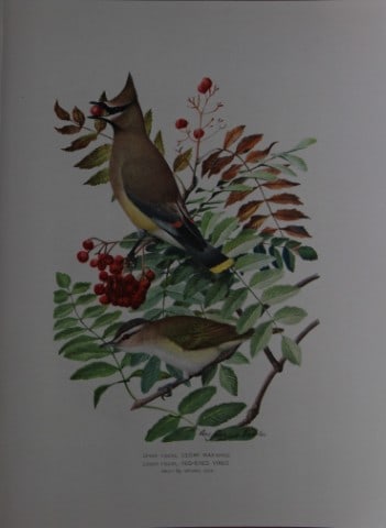 L Agassiz Fuertes - Chromolithograph of Waxwing and Vireo from Birds of New York 1903: This original antique chromolithograph is by Louis Agassiz Fuertes for The Forest, Fish and Game Commission, Albany, New York 1903.Size: approximately 9.5in x 12in