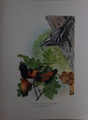 L Agassiz Fuertes - Chromolithograph of Warbler and Redstart from Birds of New York 1903: This original antique chromolithograph is by Louis Agassiz Fuertes for The Forest, Fish and Game Commission, Albany, New York 1903.Size: approximately 9.5in x 12in