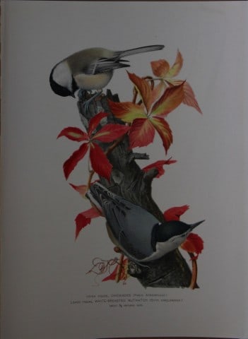 L Agassiz Fuertes - Chromolithograph of Chickadee and Nuthatch from Birds of New York 1903: This original antique chromolithograph is by Louis Agassiz Fuertes for The Forest, Fish and Game Commission, Albany, New York 1903.Size: approximately 9.5in x 12in