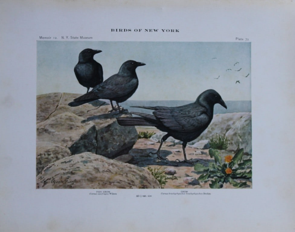 L Agassiz Fuertes - Chromolithograph of Crows from Birds of New York 1910: This original antique chromolithograph is by Louis Agassiz Fuertes for The Forest, Fish and Game Commission, Albany, New York 1903.Size: approximately 9.5in x 12in