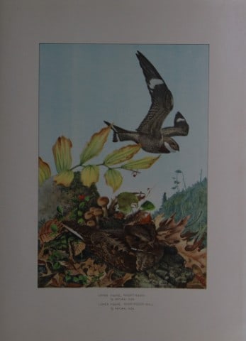 L Agassiz Fuertes - Chromolithograph of Nighthawk and Whippoorwill from Birds of New York 1903: This original antique chromolithograph is by Louis Agassiz Fuertes for The Forest, Fish and Game Commission, Albany, New York 1903.Size: approximately 9.5in x 12in