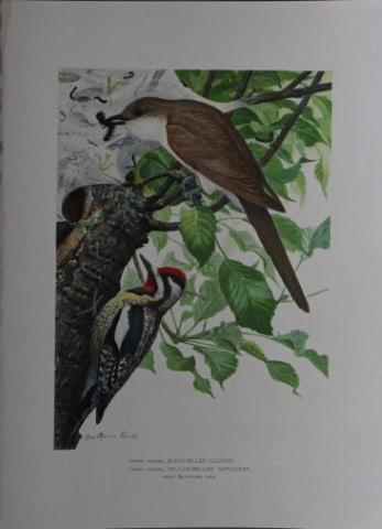 L Agassiz Fuertes - Chromolithograph of Cuckoo and Sapsucker from Birds of New York 1903: This original antique chromolithograph is by Louis Agassiz Fuertes for The Forest, Fish and Game Commission, Albany, New York 1903.Size: approximately 9.5in x 12in