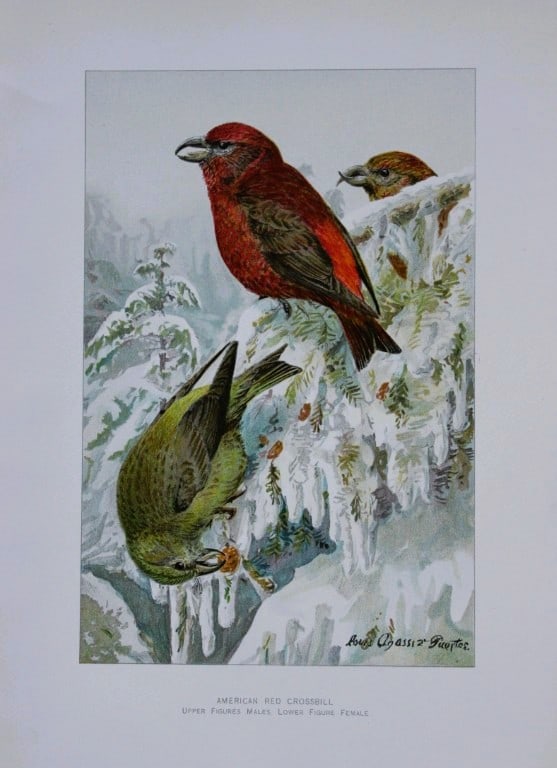 L Agassiz Fuertes - Chromolithograph of American Red Crossbill from Birds of New York 1903: This original antique chromolithograph is by Louis Agassiz Fuertes for The Forest, Fish and Game Commission, Albany, New York 1903.Size: approximately 9.5in x 12in
