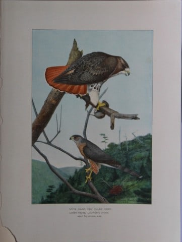 L Agassiz Fuertes - Chromolithograph of Red-tailed and Cooper's Hawks from Birds of New York 1903: This original antique chromolithograph is by Louis Agassiz Fuertes for The Forest, Fish and Game Commission, Albany, New York 1903.Size: approximately 9.5in x 12in
