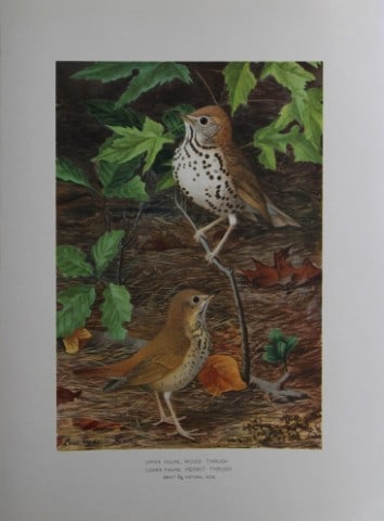 L Agassiz Fuertes - Chromolithograph of Thrushes from Birds of New York 1903: This original antique chromolithograph is by Louis Agassiz Fuertes for The Forest, Fish and Game Commission, Albany, New York 1903.Size: approximately 9.5in x 12in