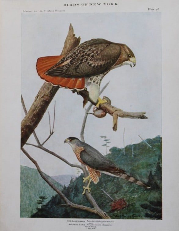 L Agassiz Fuertes - Chromolithograph of Hawks from Birds of New York 1910: This original antique chromolithograph is by Louis Agassiz Fuertes for The Forest, Fish and Game Commission, Albany, New York 1903.Size: approximately 9.5in x 12in
