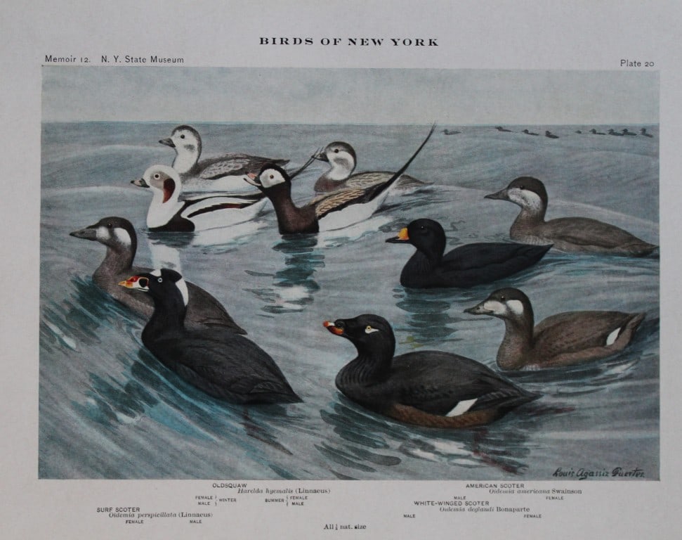 L Agassiz Fuertes - Chromolithograph of Oldsquaw and Scoters from Birds of New York 1910: This original antique chromolithograph is by Louis Agassiz Fuertes for The Forest, Fish and Game Commission, Albany, New York 1903.Size: approximately 9.5in x 12in