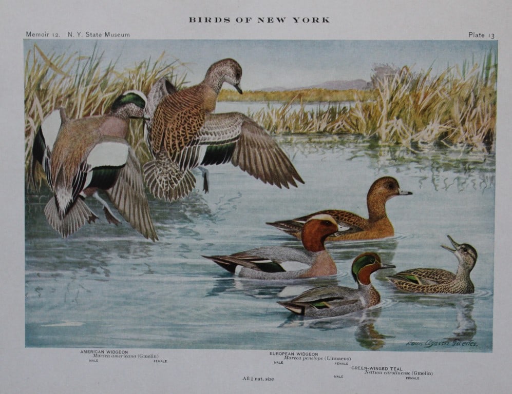 L Agassiz Fuertes - Chromolithograph of Widgeons from Birds of New York 1910: This original antique chromolithograph is by Louis Agassiz Fuertes for The Forest, Fish and Game Commission, Albany, New York 1910.Size: approximately 9.5in x 12in