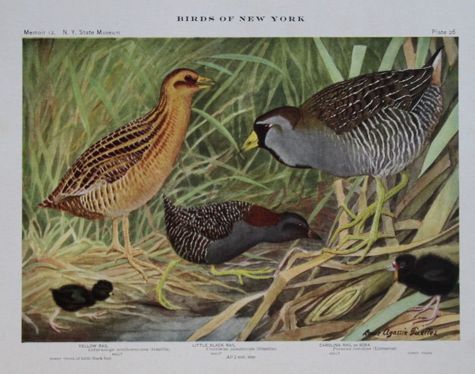 L Agassiz Fuertes - Chromolithograph of Rails from Birds of New York 1910: This original antique chromolithograph is by Louis Agassiz Fuertes for The Forest, Fish and Game Commission, Albany, New York 1910.Size: approximately 9.5in x 12in