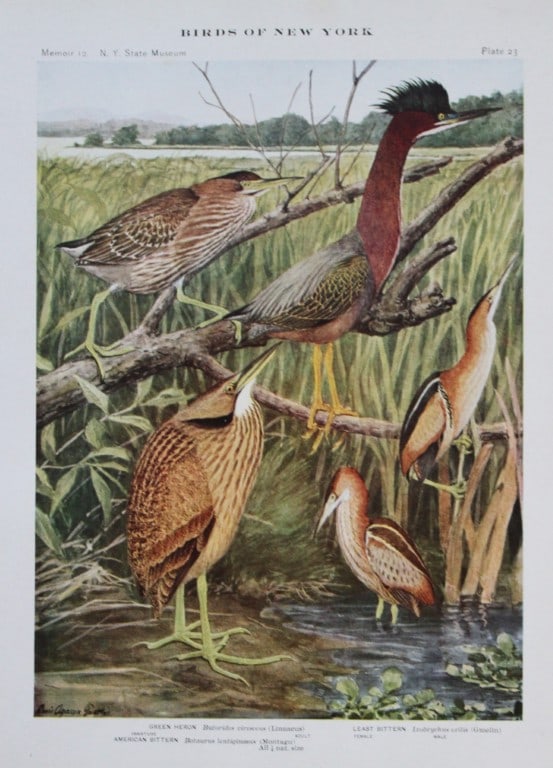 L Agassiz Fuertes - Chromolithograph of Heron and Bitterns from Birds of New York 1910: This original antique chromolithograph is by Louis Agassiz Fuertes for The Forest, Fish and Game Commission, Albany, New York 1910.Size: approximately 9.5in x 12in