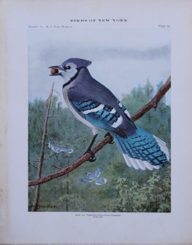 L Agassiz Fuertes - Chromolithograph of Blue Jay from Birds of New York 1910: This original antique chromolithograph is by Louis Agassiz Fuertes for The Forest, Fish and Game Commission, Albany, New York 1910.Size: approximately 9.5in x 12in