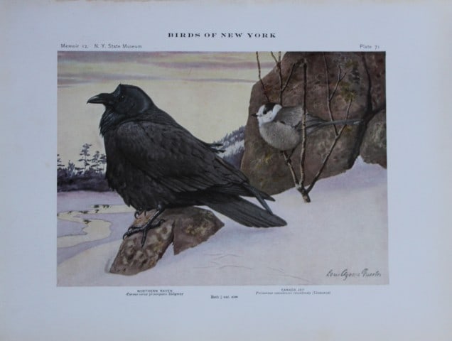 L Agassiz Fuertes - Chromolithograph of Raven and Canada Jay from Birds of New York 1910: This original antique chromolithograph is by Louis Agassiz Fuertes for The Forest, Fish and Game Commission, Albany, New York 1910.Size: approximately 9.5in x 12in