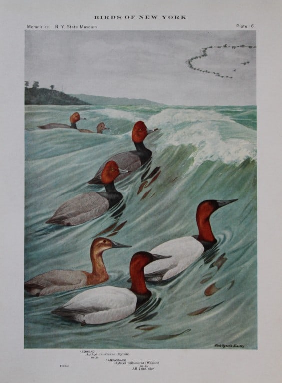 L Agassiz Fuertes - Chromolithograph of Redhead and Canvasback Ducks from Birds of New York 1910: This original antique chromolithograph is by Louis Agassiz Fuertes for The Forest, Fish and Game Commission, Albany, New York 1910.Size: approximately 9.5in x 12in