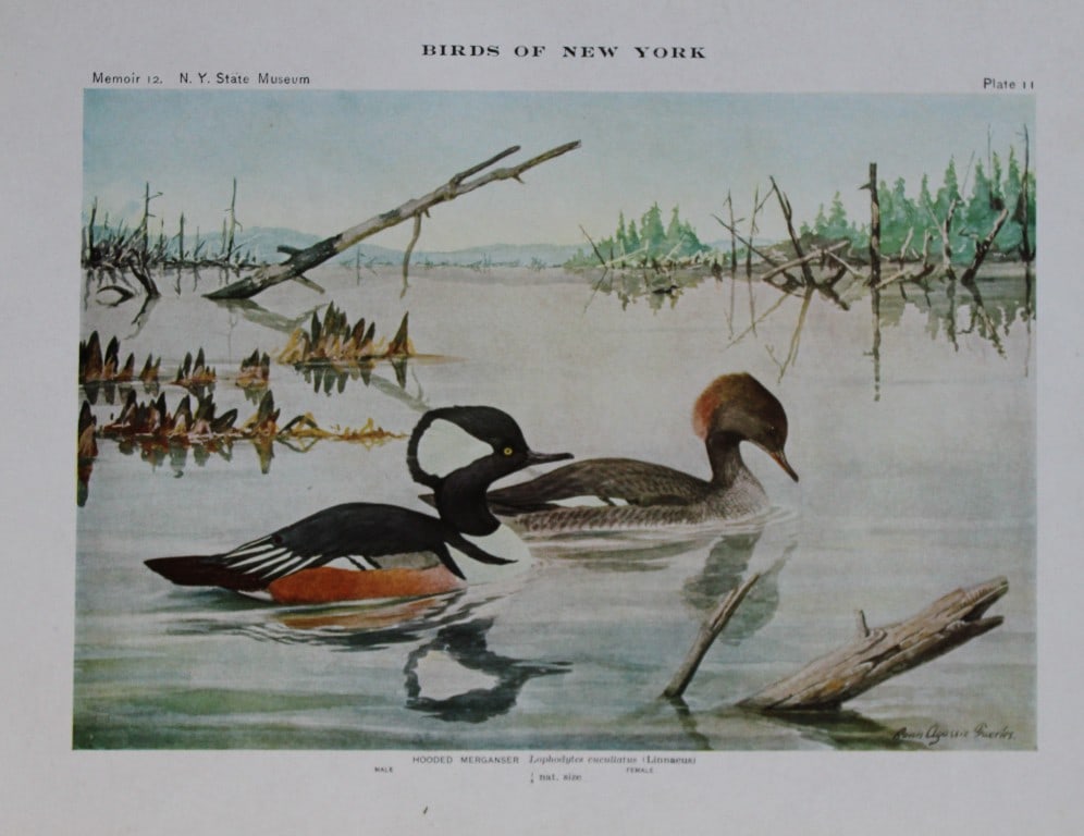 L Agassiz Fuertes - Chromolithograph of Hooded Mergansers from Birds of New York 1910: This original antique chromolithograph is by Louis Agassiz Fuertes for The Forest, Fish and Game Commission, Albany, New York 1910.Size: approximately 9.5in x 12in