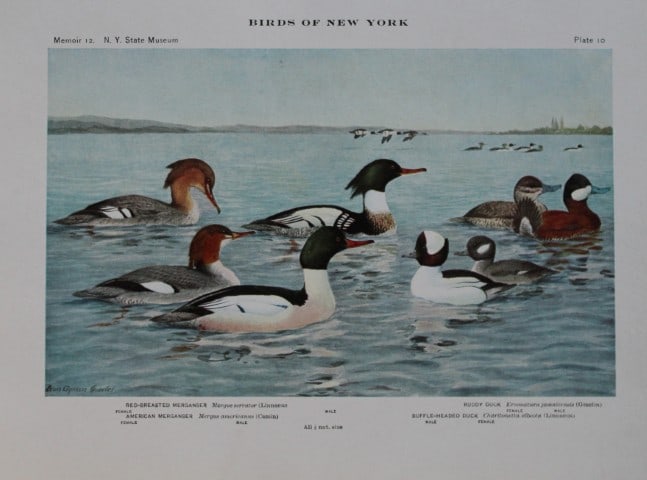 L Agassiz Fuertes - Chromolithograph of Mergansers and Ruddy Ducks from Birds of New York 1910: This original antique chromolithograph is by Louis Agassiz Fuertes for The Forest, Fish and Game Commission, Albany, New York 1910.Size: approximately 9.5in x 12in