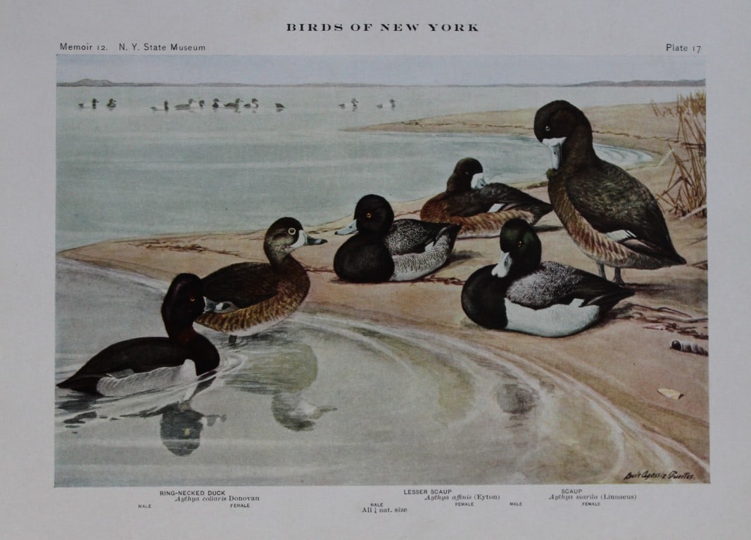 L Agassiz Fuertes - Chromolithograph of Scaup and Ring-necked Ducks from Birds of New York 1910: This original antique chromolithograph is by Louis Agassiz Fuertes for The Forest, Fish and Game Commission, Albany, New York 1910.Size: approximately 9.5in x 12in
