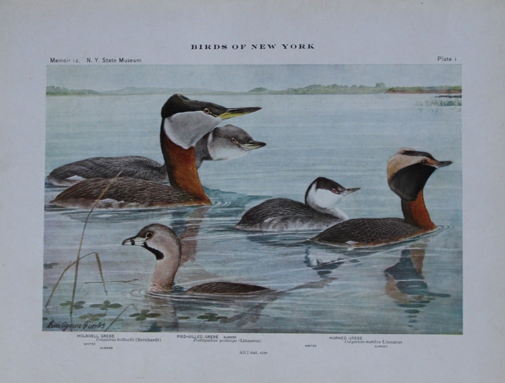 L Agassiz Fuertes - Chromolithograph of Grebes from Birds of New York 1910: This original antique chromolithograph is by Louis Agassiz Fuertes for The Forest, Fish and Game Commission, Albany, New York 1910.Size: approximately 9.5in x 12in