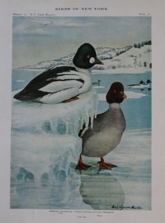 L Agassiz Fuertes - Chromolithograph of American Golden-Eye from Birds of New York 1910: This original antique chromolithograph is by Louis Agassiz Fuertes for The Forest, Fish and Game Commission, Albany, New York 1910.Size: approximately 9.5in x 12in