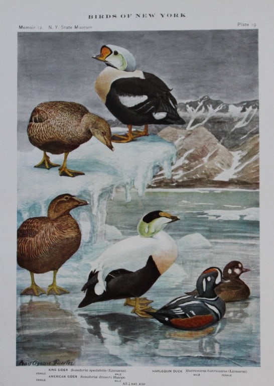 L Agassiz Fuertes - Chromolithograph of Eider and Harlequin Ducks from Birds of New York 1910: This original antique chromolithograph is by Louis Agassiz Fuertes for The Forest, Fish and Game Commission, Albany, New York 1910.Size: approximately 9.5in x 12in