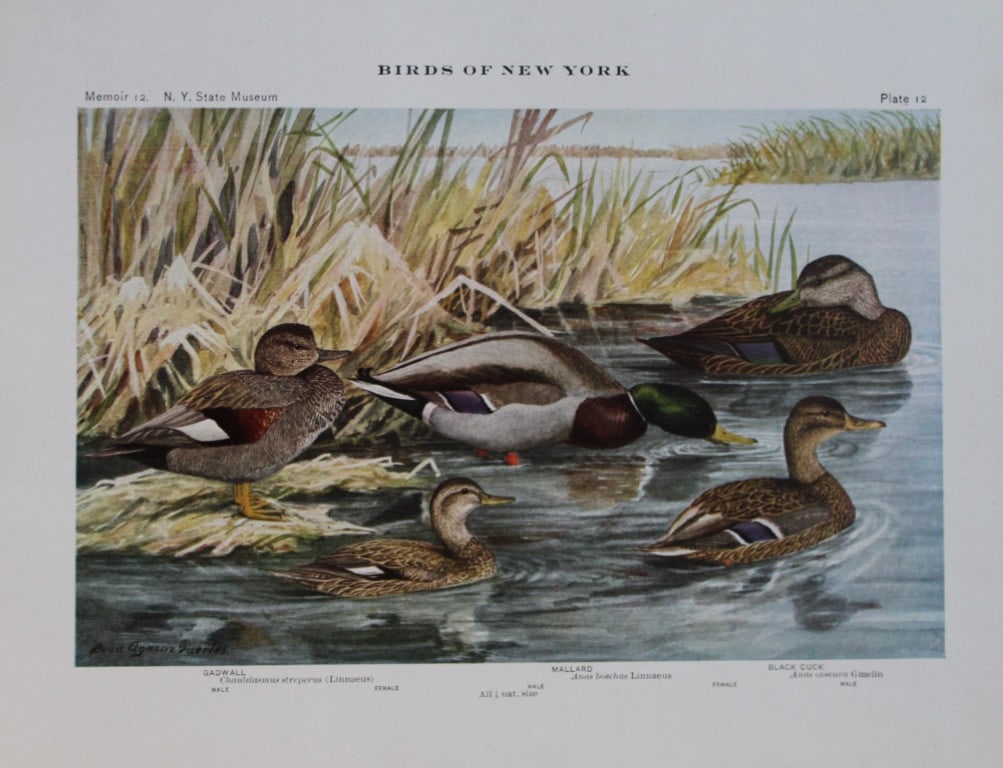 L Agassiz Fuertes - Chromolithograph of Gadwall and Mallard from Birds of New York 1910: This original antique chromolithograph is by Louis Agassiz Fuertes for The Forest, Fish and Game Commission, Albany, New York 1910.Size: approximately 9.5in x 12in