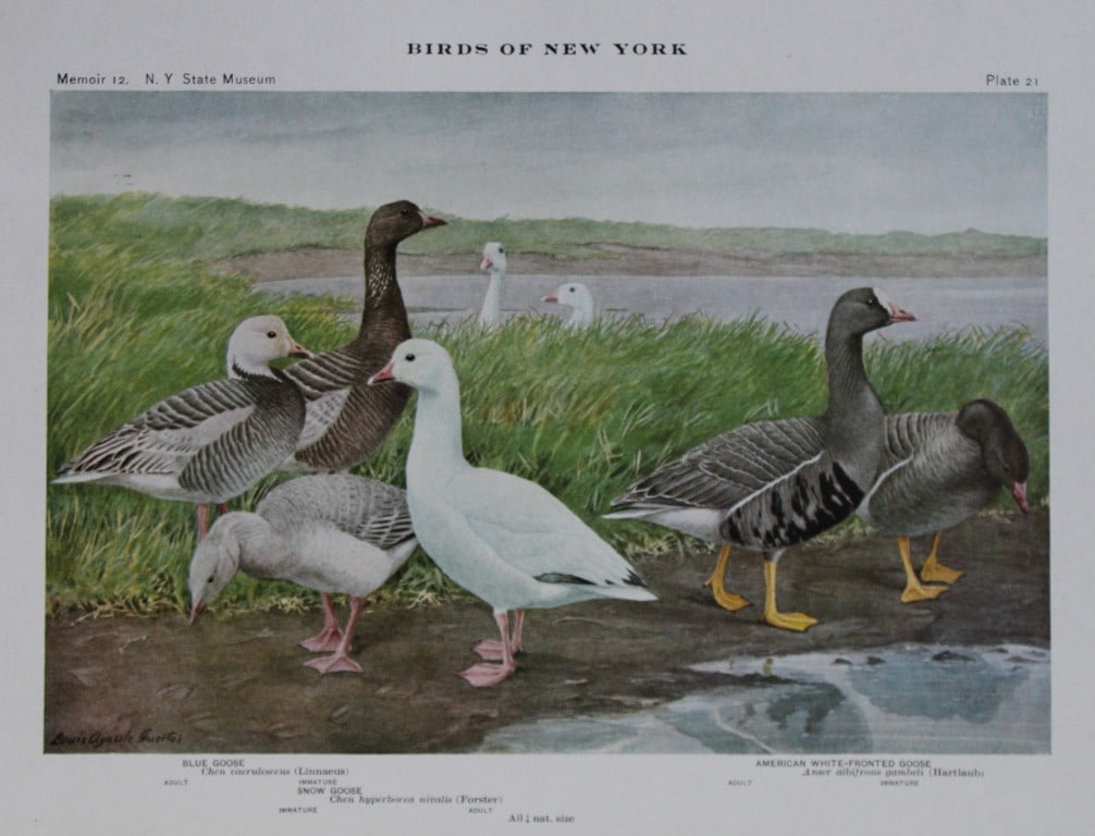 L Agassiz Fuertes - Chromolithograph of Geese varieties from Birds of New York 1910: This original antique chromolithograph is by Louis Agassiz Fuertes for The Forest, Fish and Game Commission, Albany, New York 1910.Size: approximately 9.5in x 12in