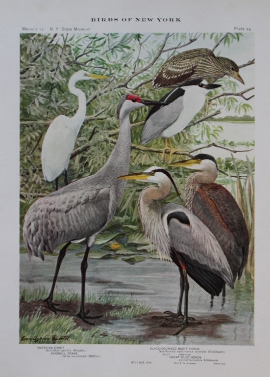 L Agassiz Fuertes - Chromolithograph of Crane, Egret and Heron from Birds of New York 1910: This original antique chromolithograph is by Louis Agassiz Fuertes for The Forest, Fish and Game Commission, Albany, New York 1910.Size: approximately 9.5in x 12in