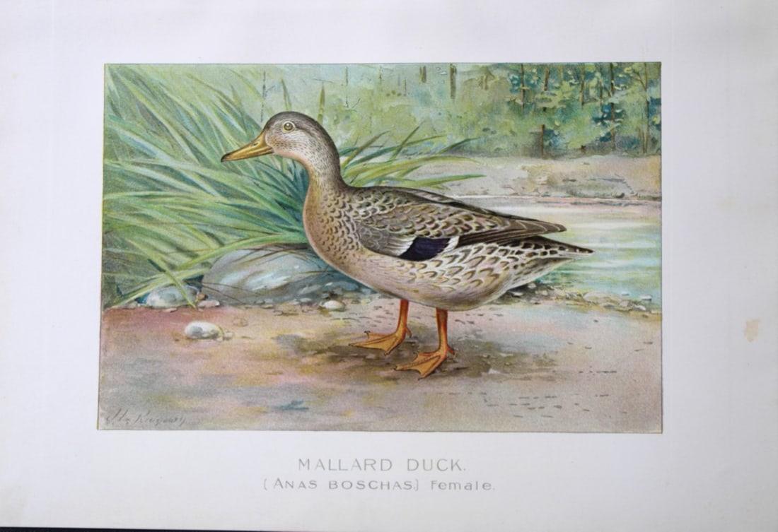 J Ridgway - Mallard duck, female from New York State Commission 1902: This original antique chromolithograph is by John L. Ridgway for The Forest, Fish and Game Commission, Albany, New York in 1902 Size: approximately 9.5in x 12in