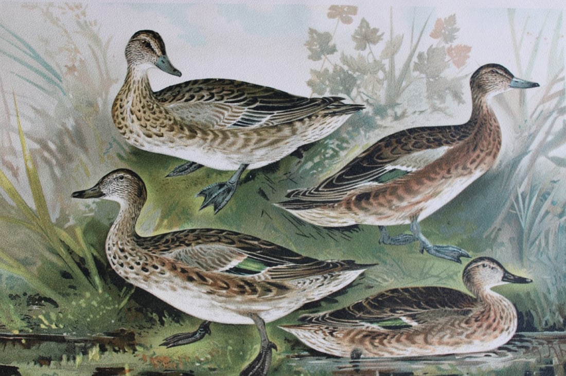 J Rhamm & Naumann - Teal and Garganey 1895 (1 of 1)