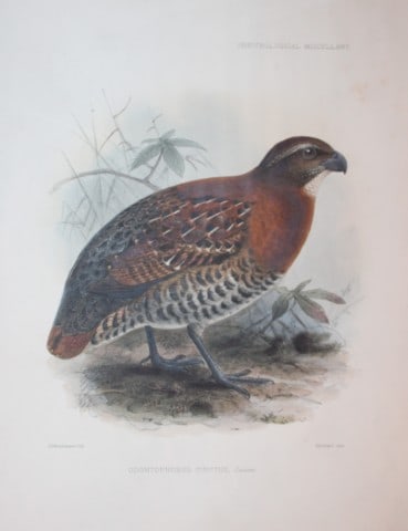 GD Rowley - Tawny-faced Quail by JG Keulemans 1877 (1 of 1)