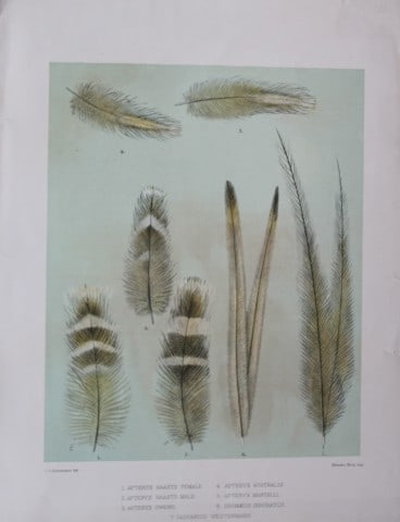 GD Rowley - 2 prints of Bird heads and feathers by JG Keulemans 1877 (1 of 2)