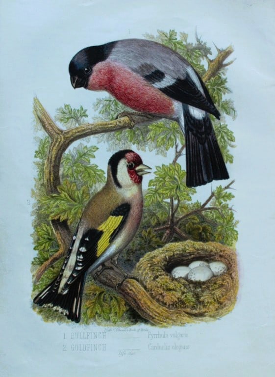 Thomas Rymer Jones - Bullfinch and Goldfinch 1869 (1 of 1)