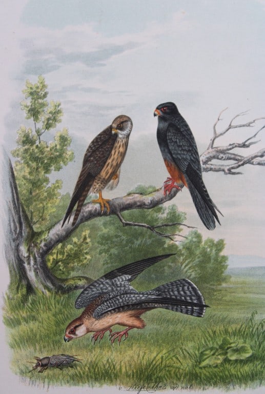 Riesenthal - Large chromolithograph of Red-footed Falcon 1894: This original antique print of Falco Rufipes originates from: "Die Raubv?gel Deutschlands und des angrenzenden Mitteleuropas" by Oskar von Riesenthal. Published Gera, S. B. Griesbach 1894. As these bi