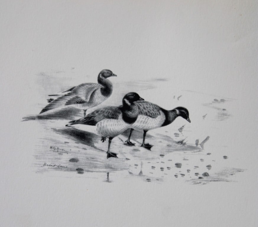 Philip Rickman - Print of pencil drawings of Brent Geese 1938: This print of a pencil drawing and sketch by the artist is from Birds Sketches and Some Field Observations, Illustrated by Philip Rickman, Published by Eyre and Spottiswoode. 1938 Philip Rickman's bea