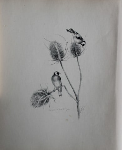 Philip Rickman - Print of pencil drawings of Goldfinches 1938: This print of a pencil drawing and sketch by the artist is from Birds Sketches and Some Field Observations, Illustrated by Philip Rickman, Published by Eyre and Spottiswoode. 1938 Philip Rickman's bea