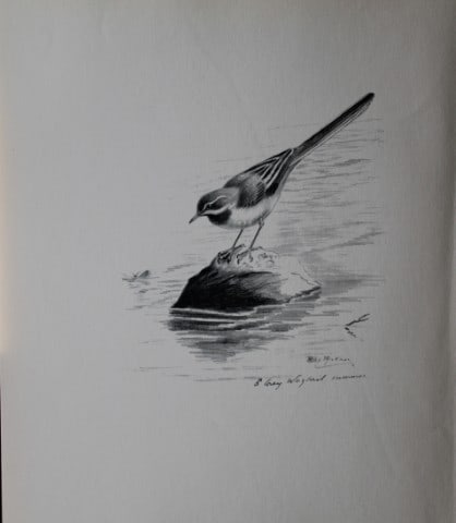 Philip Rickman - Print of pencil drawings of Grey Wagtail 1938: This print of a pencil drawing and sketch by the artist is from Birds Sketches and Some Field Observations, Illustrated by Philip Rickman, Published by Eyre and Spottiswoode. 1938 Philip Rickman's bea