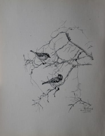Philip Rickman - Print of pencil drawings of Goldcrests 1938: This print of a pencil drawing and sketch by the artist is from Birds Sketches and Some Field Observations, Illustrated by Philip Rickman, Published by Eyre and Spottiswoode. 1938 Philip Rickman's bea