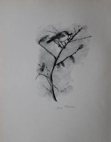 Philip Rickman - Print of pencil drawings of Blue Tits 1938: This print of a pencil drawing and sketch by the artist is from Birds Sketches and Some Field Observations, Illustrated by Philip Rickman, Published by Eyre and Spottiswoode. 1938 Philip Rickman's bea
